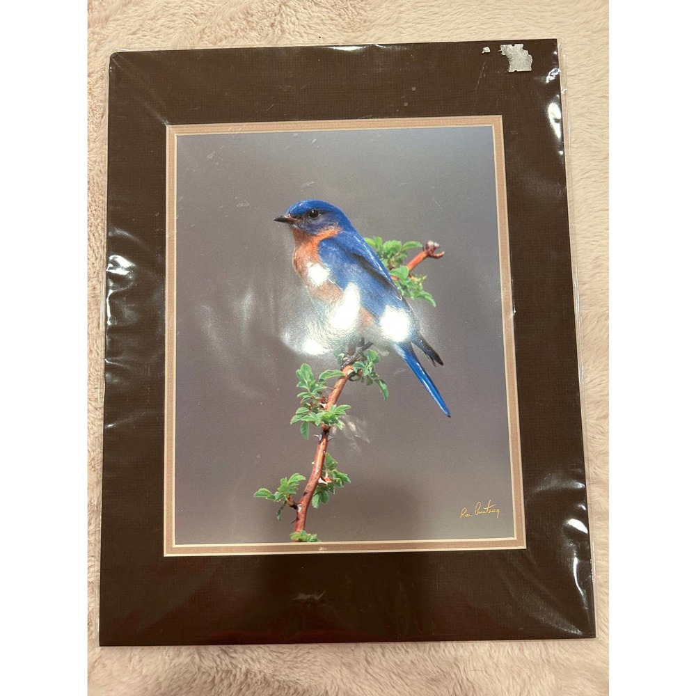 Unframed Wild Bird Photography in a Double Matte